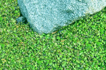 Leptinella gruveri Miniature Brass Buttons